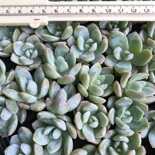 新入荷 多肉植物 エケベリア 雪苺娘 特価 カット苗 1苗999円 多肉植物