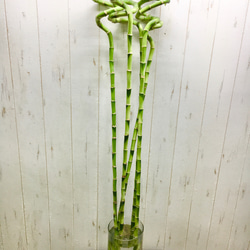 Swarovski ミリオンバンブー Lucky Bamboo by Swarovski Crystal