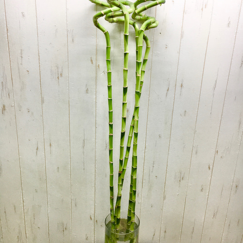 ロング スパイラルバンブー ミリオンバンブー 100cm 5本 その他