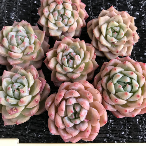 多肉風月苗　リンテンティカ　希少 地味にいる苗たち | Taniku＊Garden