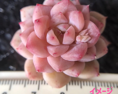 レア、切花品種　紅☆☆　小苗 新入荷 レア新品種 多肉植物 桜キャンディ カット苗 1苗1800円 多肉