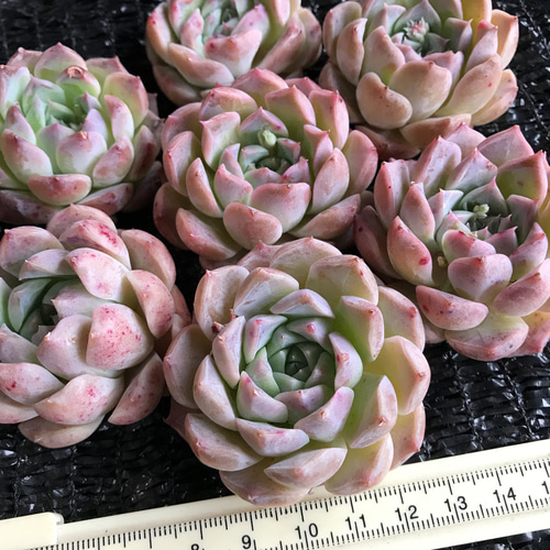 新入荷 レア新品種 多肉植物 エケベリア 桃ミルク大福 カット苗 1苗