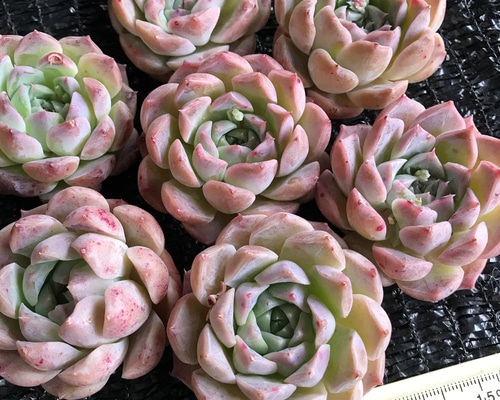 シロニカ◎多肉植物 カット苗 韓国苗 エケベリア等 - メルカリ