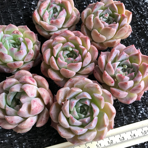 新入荷 レア新品種 多肉植物 エケベリア 桃ミルク大福 カット苗