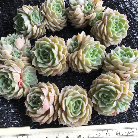 新入荷　レア新品種　多肉植物　エケベリア　桜ミルクプリン　双頭　1苗5000円 2枚目の画像