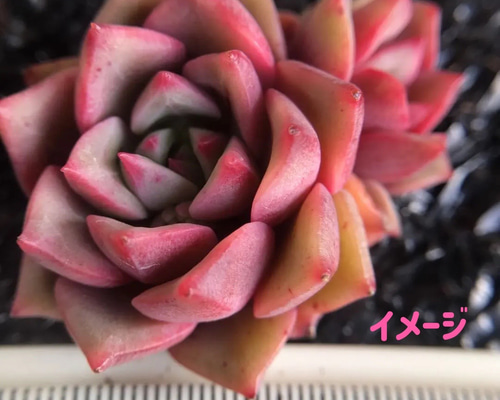 新入荷 多肉植物 エケベリア 紅天使 1苗1500円 多肉植物 愛多肉