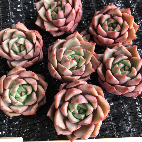 新入荷　多肉植物　エケベリア　紅天使　1苗1500円 2枚目の画像