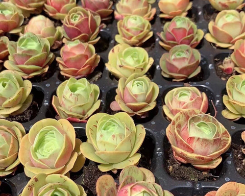 多肉植物 グリーノビア 水蜜桃 1苗1200円 多肉植物 愛多肉-(AI-TANIKU