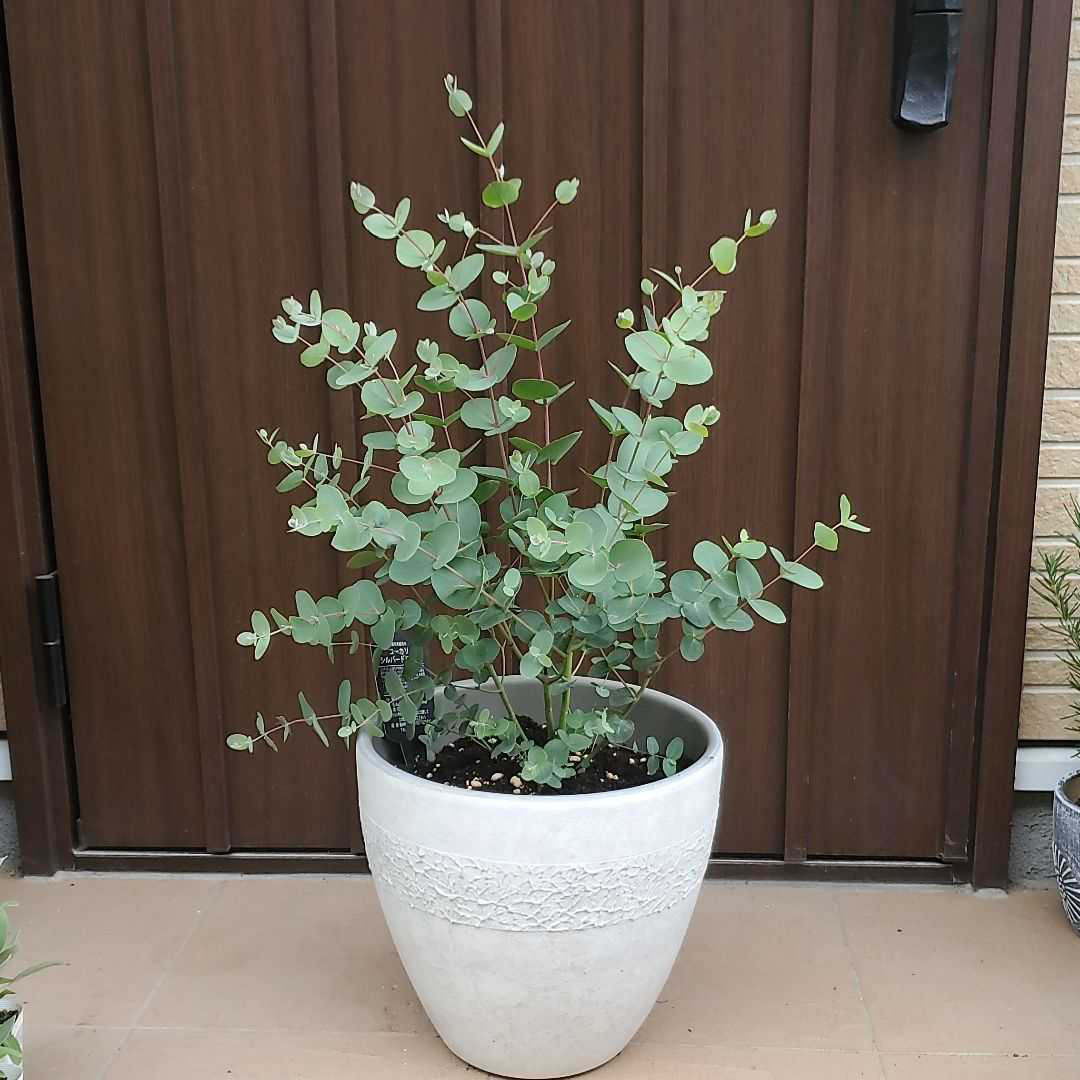 大きめ♪ユーカリグニー テラコッタ鉢植え 苗 シンボルツリー