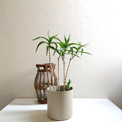 ○数量限定○新作○希少○ スタイリッシュな樹形 ”アロエ テヌイオール