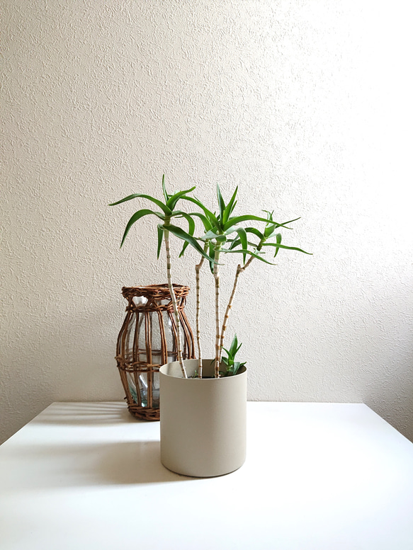 ○数量限定○新作○希少○ スタイリッシュな樹形 ”アロエ テヌイオール