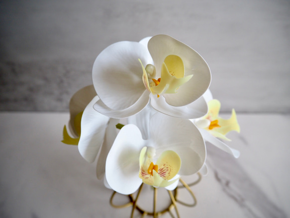 【胡蝶蘭】setコロンと丸いゴールドワイヤーフラワーベースの投げ入れ 4枚目の画像