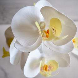 【胡蝶蘭】setコロンと丸いゴールドワイヤーフラワーベースの投げ入れ 6枚目の画像