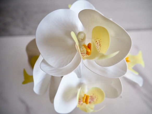 【胡蝶蘭】setコロンと丸いゴールドワイヤーフラワーベースの投げ入れ 6枚目の画像