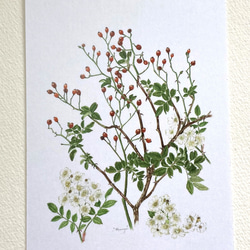 花のポストカード　３枚セット ノイバラ　ルリタマアザミ　ヘクソカズラ 4枚目の画像