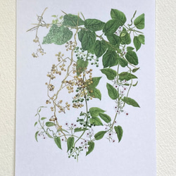 花のポストカード　３枚セット ノイバラ　ルリタマアザミ　ヘクソカズラ 2枚目の画像