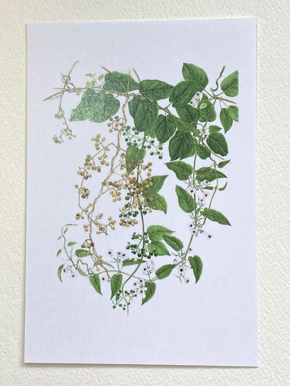 花のポストカード　３枚セット ノイバラ　ルリタマアザミ　ヘクソカズラ 2枚目の画像