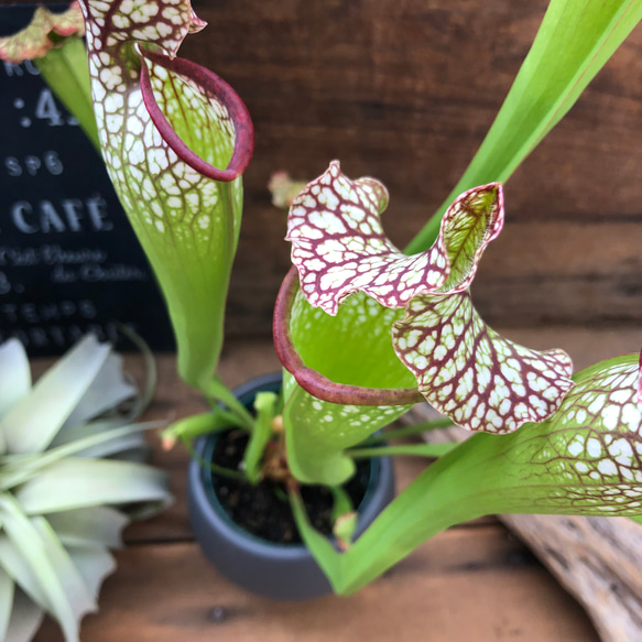 3個のみ♡立派♡食虫植物♡サラセニア♡おしゃれ♡インテリア 14枚目の画像