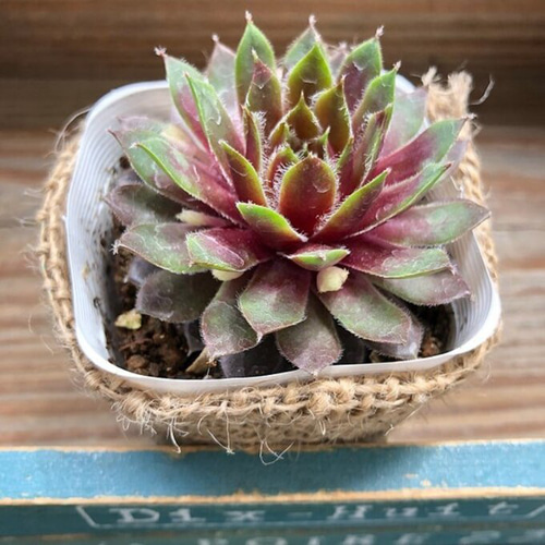 センペルビウム ☆ジャイアント ブラウン☆根付き♪希少 楽天市場