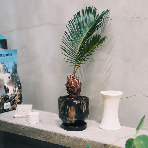 ソテツ 送料込み 楽天市場】金 ソテツの通販