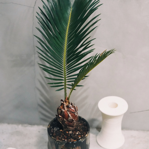 ソテツ 蘇鉄 鉢込み 【公式通販】