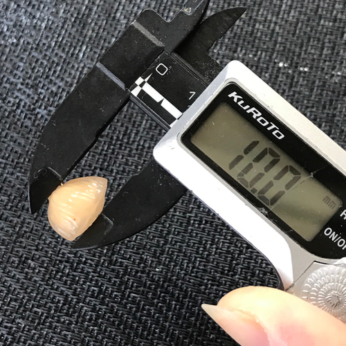 ゴビ石−889 ゴビ瑪瑙　手彫り　ハスの花托　ペンダントトップ ゴビ石−889 ゴビ瑪瑙 手彫り ハスの花托 ペンダントトップ