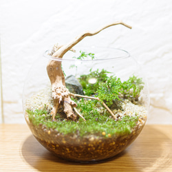 売れ筋新商品 0b518618f326c528fb5c83e13b036e 苔玉・苔