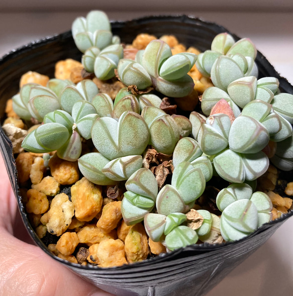 多肉植物 韓国苗 ナオフク様 Amazon.co.jp: 多肉植物 韓国苗 白鳳 抜き苗 : おもちゃ