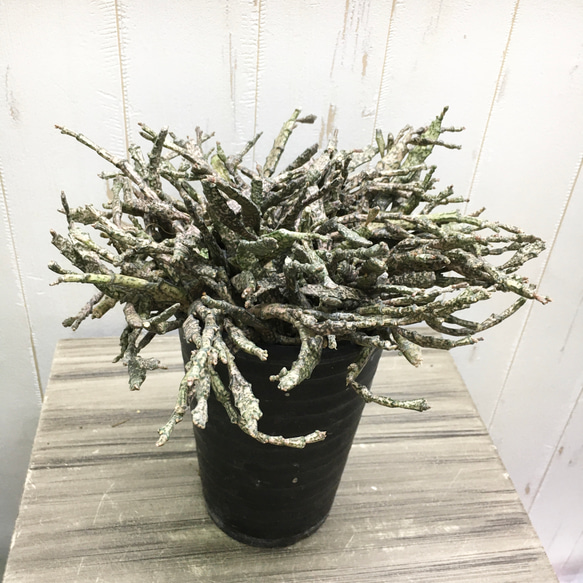 ユーフォルビア プラティクラダ 大株 希少サイズ ユーフォルビア・プラティクラダ (Euphorbia platyclada