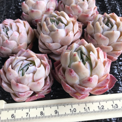 新入荷　レア新品種　多肉植物　エケベリア　桜ムース大福　単頭　1苗2500円 3枚目の画像