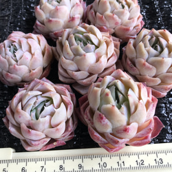 新入荷　レア新品種　多肉植物　エケベリア　桜ムース大福　単頭　1苗2500円 2枚目の画像