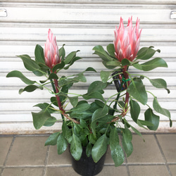 希少 プロテア リトルプリンス 6号鉢 その他インテリア雑貨 PLANTS