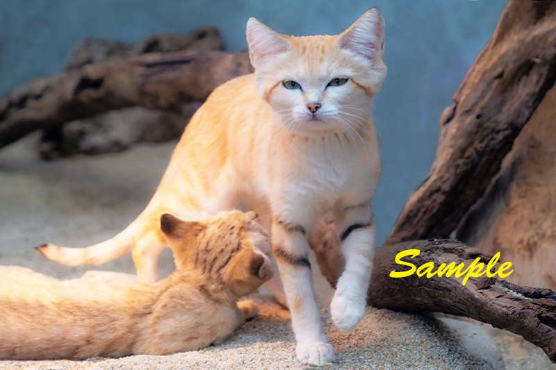 猫の親子　猫の親子の絆を表現　本物　シルクスクリーン 猫の親子猫の親子の絆を表現本物シルクスクリーン