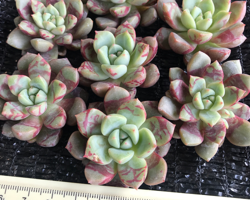 多肉植物。 ヘラ1株9頭抜き苗 - メルカリ