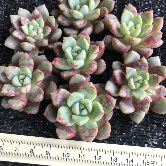 多肉植物 ちょこん 札無し 抜き苗 ミックスベリア - メルカリ