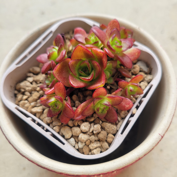 多肉植物❤薄紅蓮華❤抜き苗 その他インテリア雑貨 ✰Pan✰ 通販 