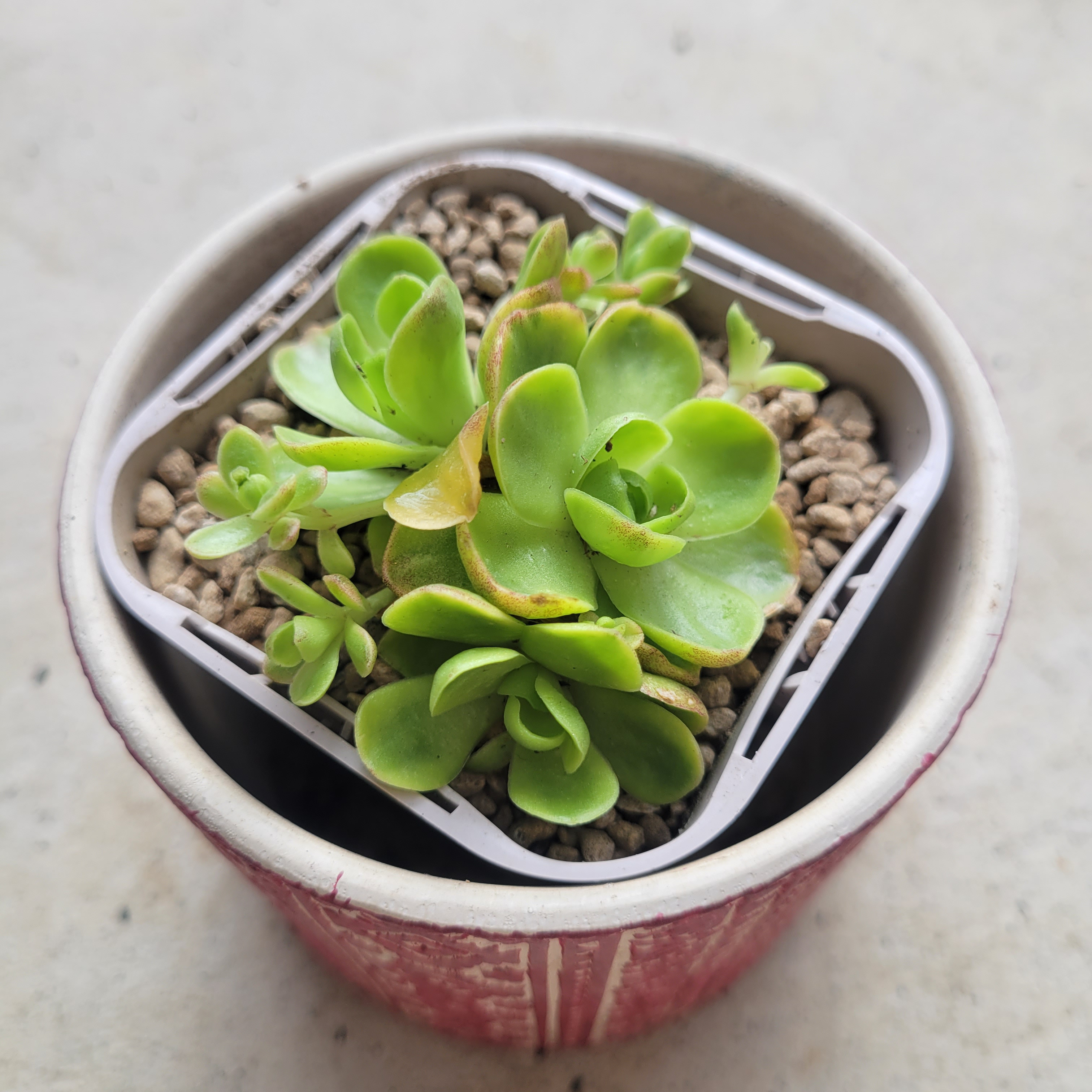 53 #多肉植物ア工オ二ウム錦❤️キツネ狩りを錦❤️1大頭5-6子芽11cm拔き苗
