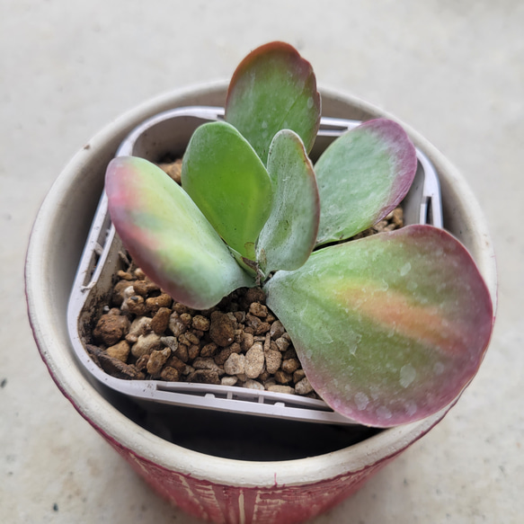 多肉植物❤デザートローズ錦❤抜き苗 その他インテリア雑貨