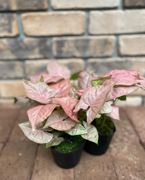 その他観葉植物 Joepii var. pink !! Joepii var. pink !! Philodendron Joepii Var TC Tissue