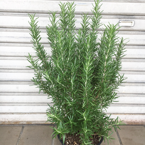 大株 ローズマリー 6号 スリット鉢 その他インテリア雑貨 PLANTS SHOP