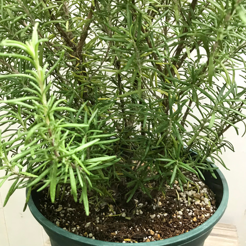 大株 ローズマリー 7号 スリット鉢 その他インテリア雑貨 PLANTS SHOP