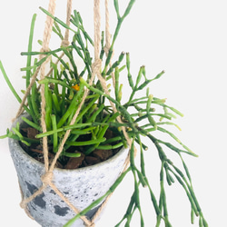 吊り下げて飾ろう『リプサリス・ヘテロクラダ』グレーテラコッタプランター　観葉植物　インテリア　壁掛け 3枚目の画像