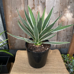 アガベ 白閃光（ハクセンコウ） 多肉植物 アルファガーデン 通販