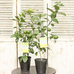 13ecd096b5ac8857aae130b1249964