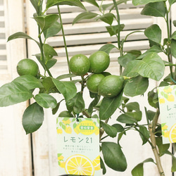 果樹苗 レモンの木 レモン21 5号 実付き 育てやすい 香りが良い H70cm 父の日プレゼント 3枚目の画像