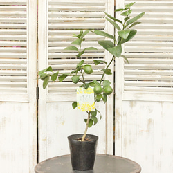 果樹苗 レモンの木 レモン21 5号 実付き 育てやすい 香りが良い H70cm 父の日プレゼント 2枚目の画像