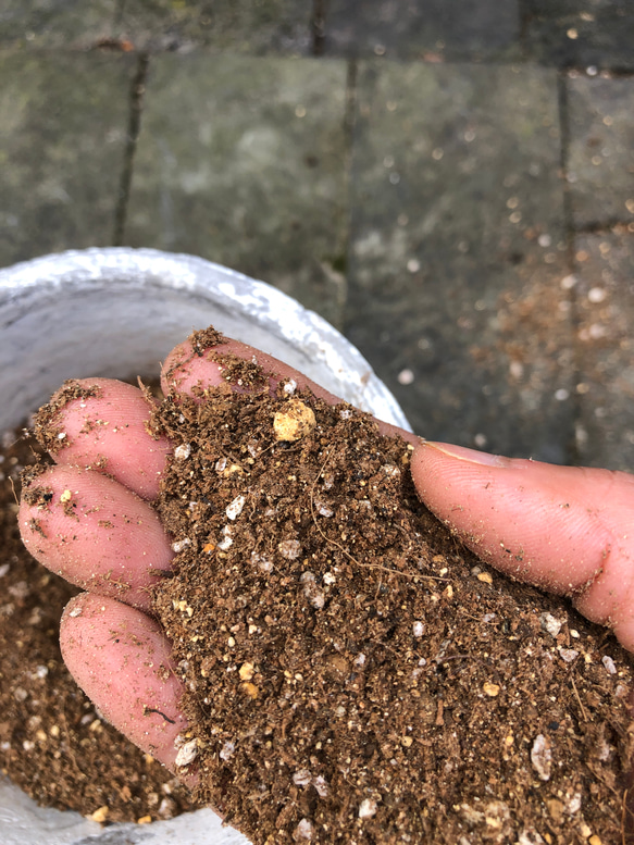 オリーブ陶器鉢植え⭐︎育て方サポート付き⭐︎【観葉植物】【庭木】 10枚目の画像