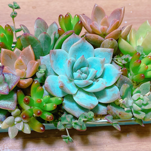 グリーン・ホワイト系 完成品♪ 2.寄せ植えセット カット苗詰め合わせ