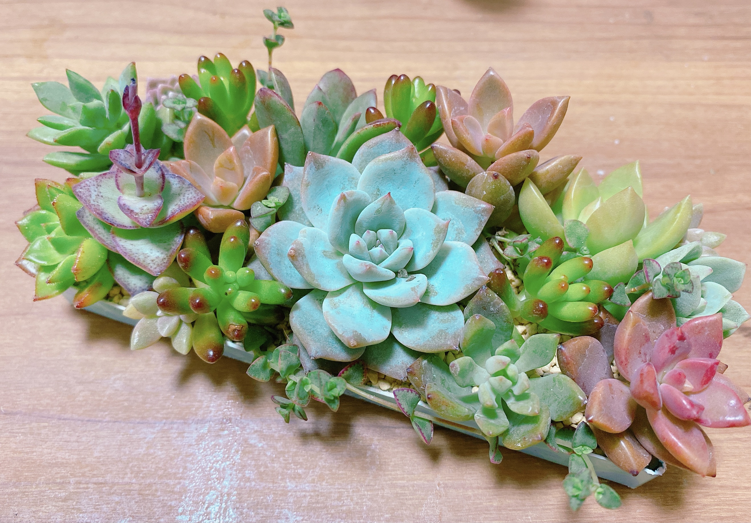 ⑤ミニ苗大量セット✨多肉植物 エケベリア カット苗 寄せ植えに