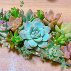 多肉植物カット苗バラ売り！注文はこちらにコメントください(^^) 多肉植物 寄せ植えセット カット苗 多肉植物 sa 通販 11642230｜Creema